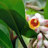 5 KAT GINGER Pink & Yellow Shell Alpinia Katsumadai Hayata Flower Herb Seeds