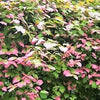 20 Variegated ARCTIC BEAUTY KIWI Fruit Edible Actinidia Kolomikta Vine Seeds