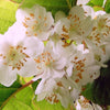 20 Variegated ARCTIC BEAUTY KIWI Fruit Edible Actinidia Kolomikta Vine Seeds