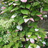 20 Variegated ARCTIC BEAUTY KIWI Fruit Edible Actinidia Kolomikta Vine Seeds