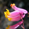 50 ROCK HARLEQUIN Pink & Yellow Corydalis Sempervirens Flower Seeds