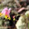 50 ROCK HARLEQUIN Pink & Yellow Corydalis Sempervirens Flower Seeds