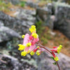 50 ROCK HARLEQUIN Pink & Yellow Corydalis Sempervirens Flower Seeds