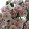 20 ENGLISH HAWTHORN TREE Edible Fruit Flower Mayflower Crataegus Laevigata Seeds