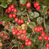 20 ENGLISH HAWTHORN TREE Edible Fruit Flower Mayflower Crataegus Laevigata Seeds