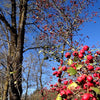 20 ENGLISH HAWTHORN TREE Edible Fruit Flower Mayflower Crataegus Laevigata Seeds