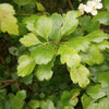20 ENGLISH HAWTHORN TREE Edible Fruit Flower Mayflower Crataegus Laevigata Seeds