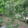20 ENGLISH HAWTHORN TREE Edible Fruit Flower Mayflower Crataegus Laevigata Seeds