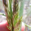1500 PRAIRIE JUNEGRASS Koeleria Macrantha June Crested Hair Grass Flower Seeds