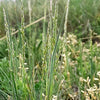 1500 PRAIRIE JUNEGRASS Koeleria Macrantha June Crested Hair Grass Flower Seeds