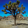 5 JOSHUA TREE Palm Tree Yucca Brevifolia White Flowers Cactus Succulent Seeds
