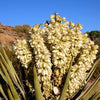 5 JOSHUA TREE Palm Tree Yucca Brevifolia White Flowers Cactus Succulent Seeds