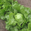 1000 GREAT LAKES LETTUCE Batavian Iceberg Lactuca Sativa Vegetable Seeds