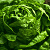 1000 GREAT LAKES LETTUCE Batavian Iceberg Lactuca Sativa Vegetable Seeds