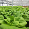 3000 WHITE BOSTON LETTUCE 12" Green Butterhead Lactuca Sativa Vegetable Seeds