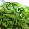 3000 WHITE BOSTON LETTUCE 12" Green Butterhead Lactuca Sativa Vegetable Seeds