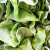 3000 WHITE BOSTON LETTUCE 12" Green Butterhead Lactuca Sativa Vegetable Seeds