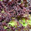 3000 RUBY LEAF LETTUCE Red Loose Leaf Heirloom Lactuca Sativa Vegetable Seeds