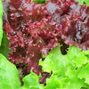 3000 RUBY LEAF LETTUCE Red Loose Leaf Heirloom Lactuca Sativa Vegetable Seeds