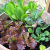 3000 RUBY LEAF LETTUCE Red Loose Leaf Heirloom Lactuca Sativa Vegetable Seeds
