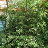 15 CHOCOLATE VINE Edible Fruit Akebia Trifoliata Flower Ornamental Climber Seeds
