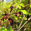 15 CHOCOLATE VINE Edible Fruit Akebia Trifoliata Flower Ornamental Climber Seeds