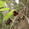 15 CHOCOLATE VINE Edible Fruit Akebia Trifoliata Flower Ornamental Climber Seeds