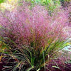 100 PURPLE LOVEGRASS Eragrostis Spectabilis Native Love Grass Flower Seeds