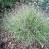 100 PURPLE LOVEGRASS Eragrostis Spectabilis Native Love Grass Flower Seeds