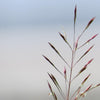 100 PURPLE LOVEGRASS Eragrostis Spectabilis Native Love Grass Flower Seeds