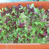 3000 PRIZEHEAD LETTUCE Loose Leaf Early Prize Head Red Lactuca Vegetable Seeds
