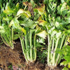 1000 TENDERCRISP CELERY Stalks & Leaves Apium Graveolens Vegetable Seeds