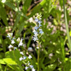 300 PALESPIKE LOBELIA Upright Light Blue Pale Spiked Spicata Flower Seeds