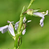300 PALESPIKE LOBELIA Upright Light Blue Pale Spiked Spicata Flower Seeds