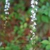 300 PALESPIKE LOBELIA Upright Light Blue Pale Spiked Spicata Flower Seeds