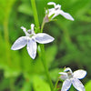 300 PALESPIKE LOBELIA Upright Light Blue Pale Spiked Spicata Flower Seeds