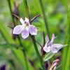 300 PALESPIKE LOBELIA Upright Light Blue Pale Spiked Spicata Flower Seeds