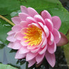 3 Organic Mixed Colors LOTUS Nelumbo Nucifera Pond Water Lily Lilypad Blue Red Flower Large Seeds