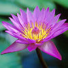3 Organic Mixed Colors LOTUS Nelumbo Nucifera Pond Water Lily Lilypad Blue Red Flower Large Seeds