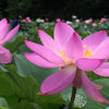 3 Organic Mixed Colors LOTUS Nelumbo Nucifera Pond Water Lily Lilypad Blue Red Flower Large Seeds