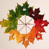 25 SUGAR MAPLE Syrup TREE Native Rock Fall Color Acer Saccharum Seeds