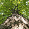 25 SUGAR MAPLE Syrup TREE Native Rock Fall Color Acer Saccharum Seeds