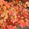 25 SUGAR MAPLE Syrup TREE Native Rock Fall Color Acer Saccharum Seeds