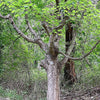 25 SUGAR MAPLE Syrup TREE Native Rock Fall Color Acer Saccharum Seeds