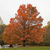 25 SUGAR MAPLE Syrup TREE Native Rock Fall Color Acer Saccharum Seeds