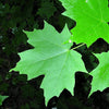25 SUGAR MAPLE Syrup TREE Native Rock Fall Color Acer Saccharum Seeds
