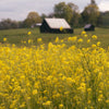 500 OLD FASHIONED MUSTARD Ragged Edge Brassica Juncea Vegetable Seeds