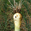 300 Evergreen NEBUKA BUNCHING ONION Japanese Allium Fistulosum Vegetable Seeds