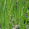 300 Evergreen NEBUKA BUNCHING ONION Japanese Allium Fistulosum Vegetable Seeds