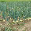 400 Texas EARLY GRANO ONION Large Sweet Yellow Allium Cepa Vegetable Seeds